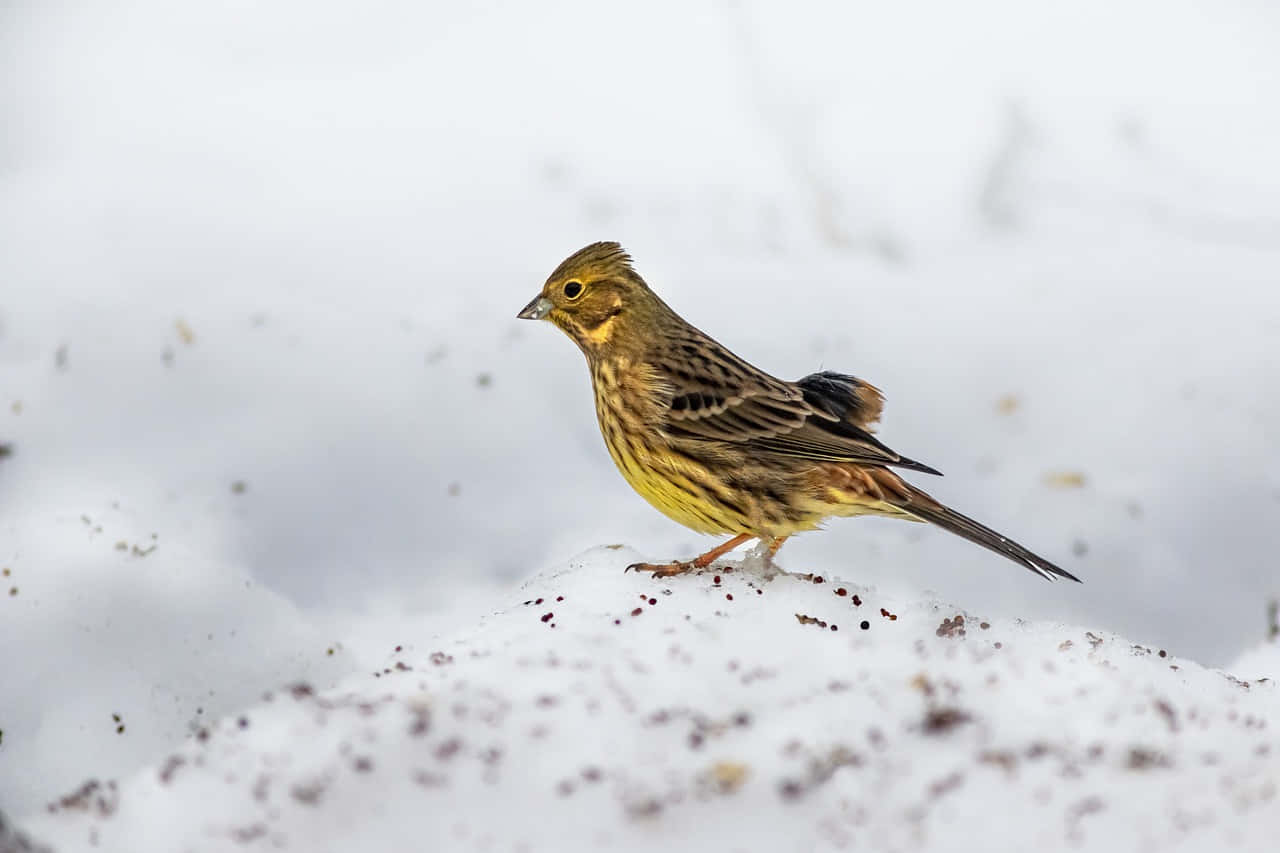 A stunning Yellowhammer bird perched on a tree branch Wallpaper