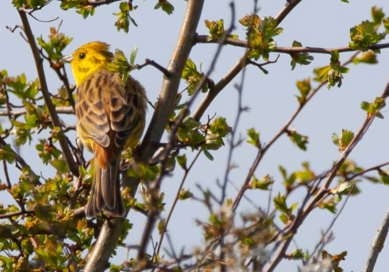 A beautiful Yellowhammer perched on a branch Wallpaper