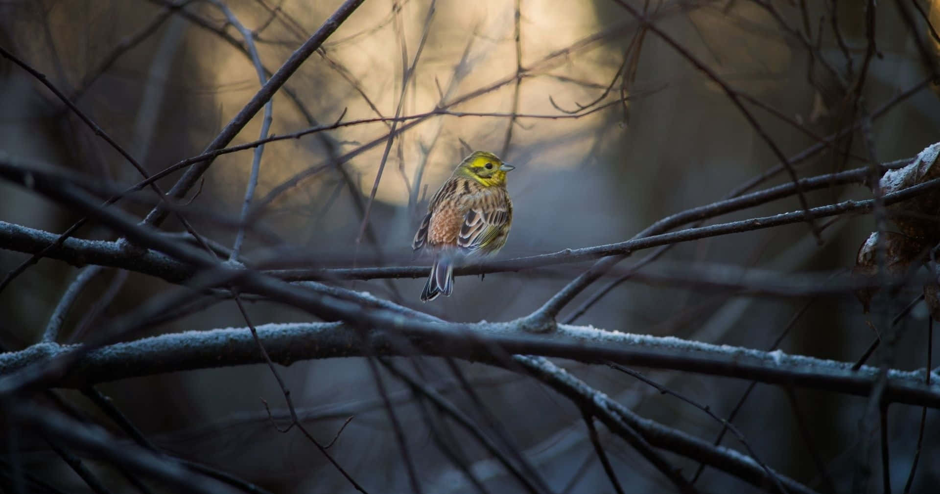 Majestic Yellowhammer Perched on a Branch Wallpaper