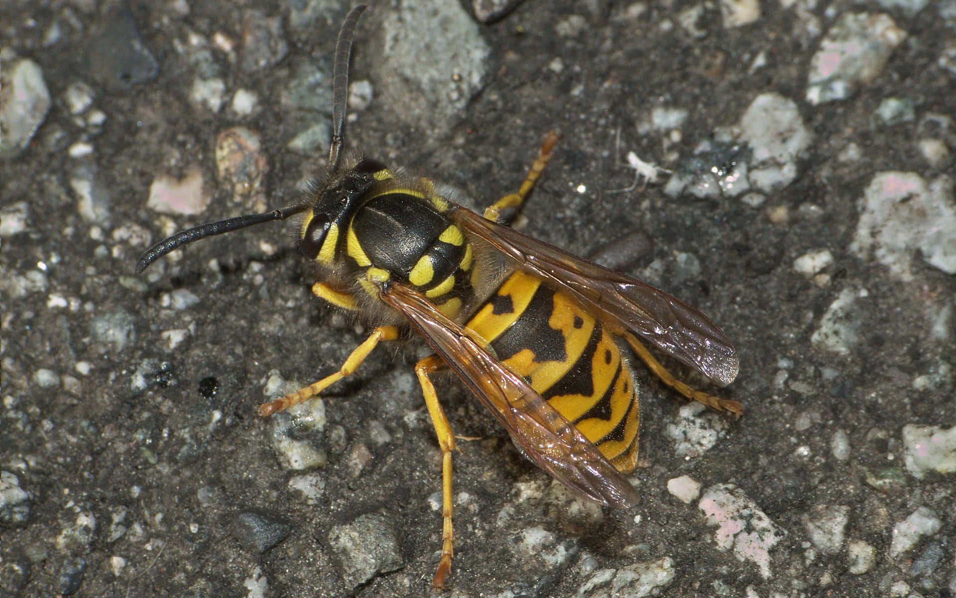 Yellowjacket Wasp Closeupon Ground.jpg Wallpaper