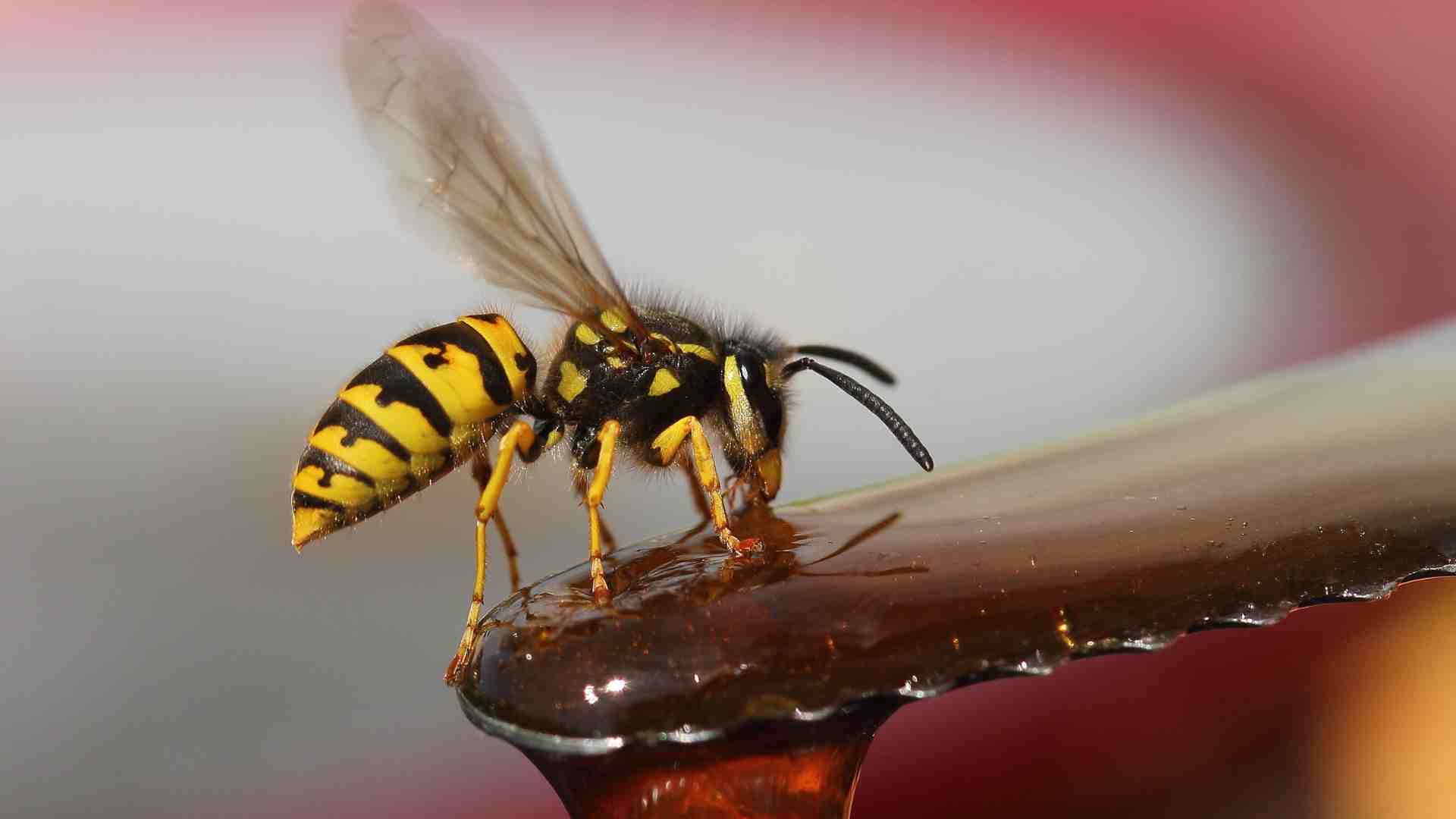 Yellowjacket Wasp Feedingon Sap Wallpaper
