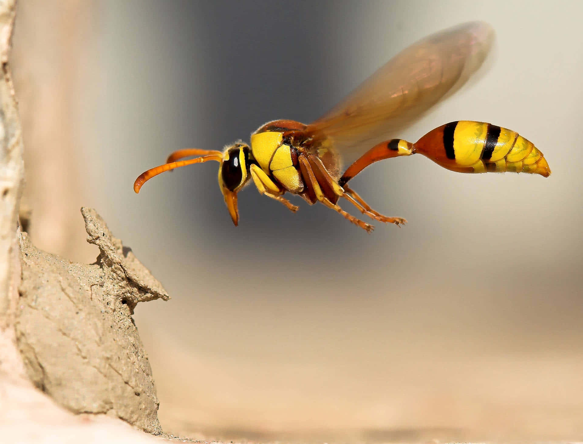 Yellowjacket Wasp In Flight Wallpaper