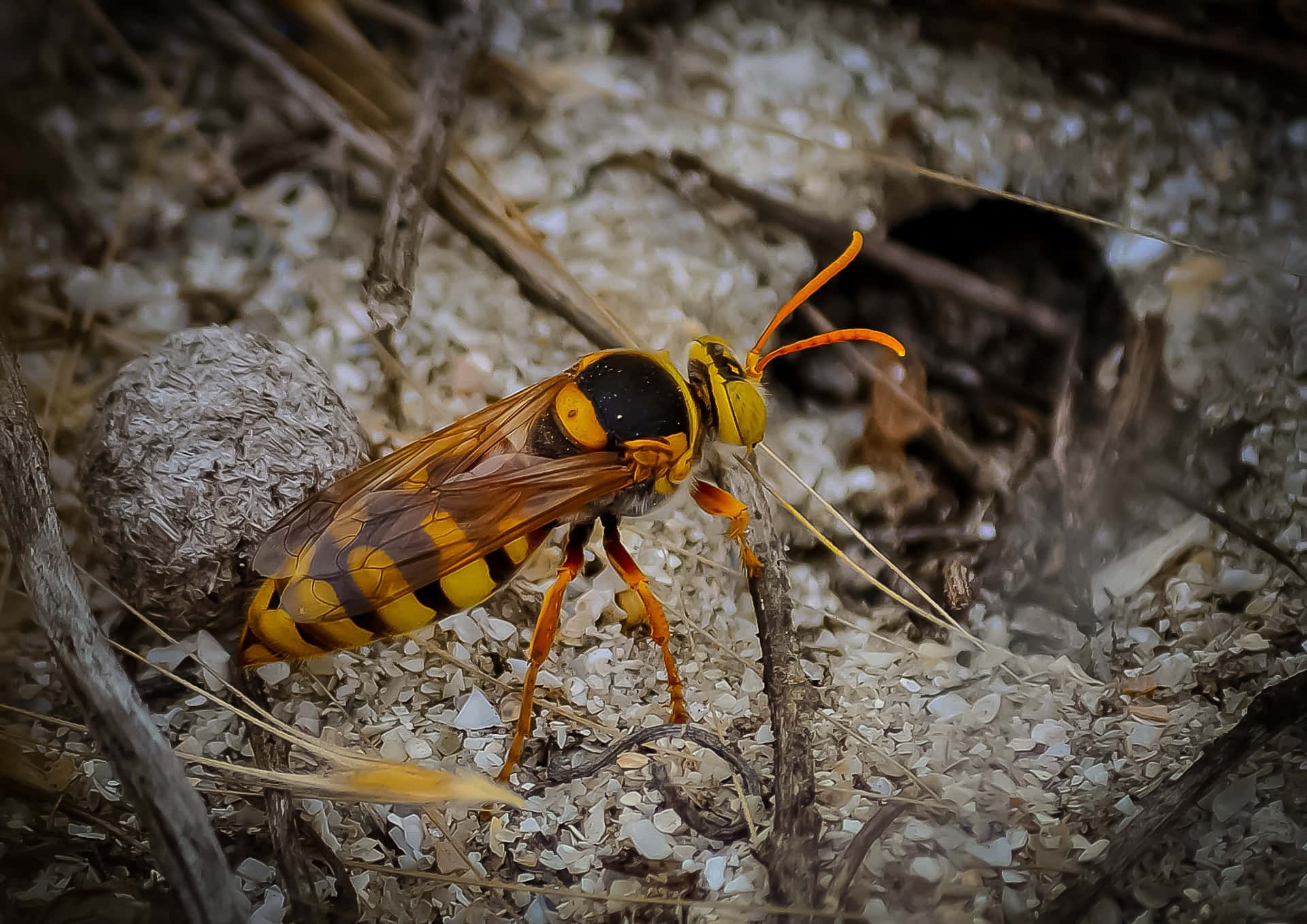 Gele Wesp In Natuurlijke Habitat Achtergrond