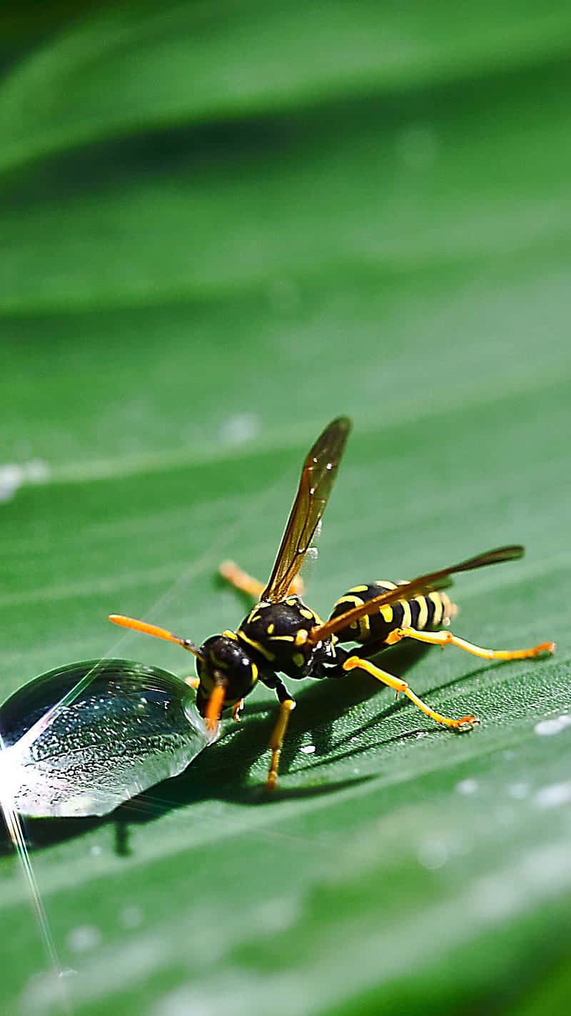 Yellowjacket Waspon Leafwith Water Droplet Wallpaper