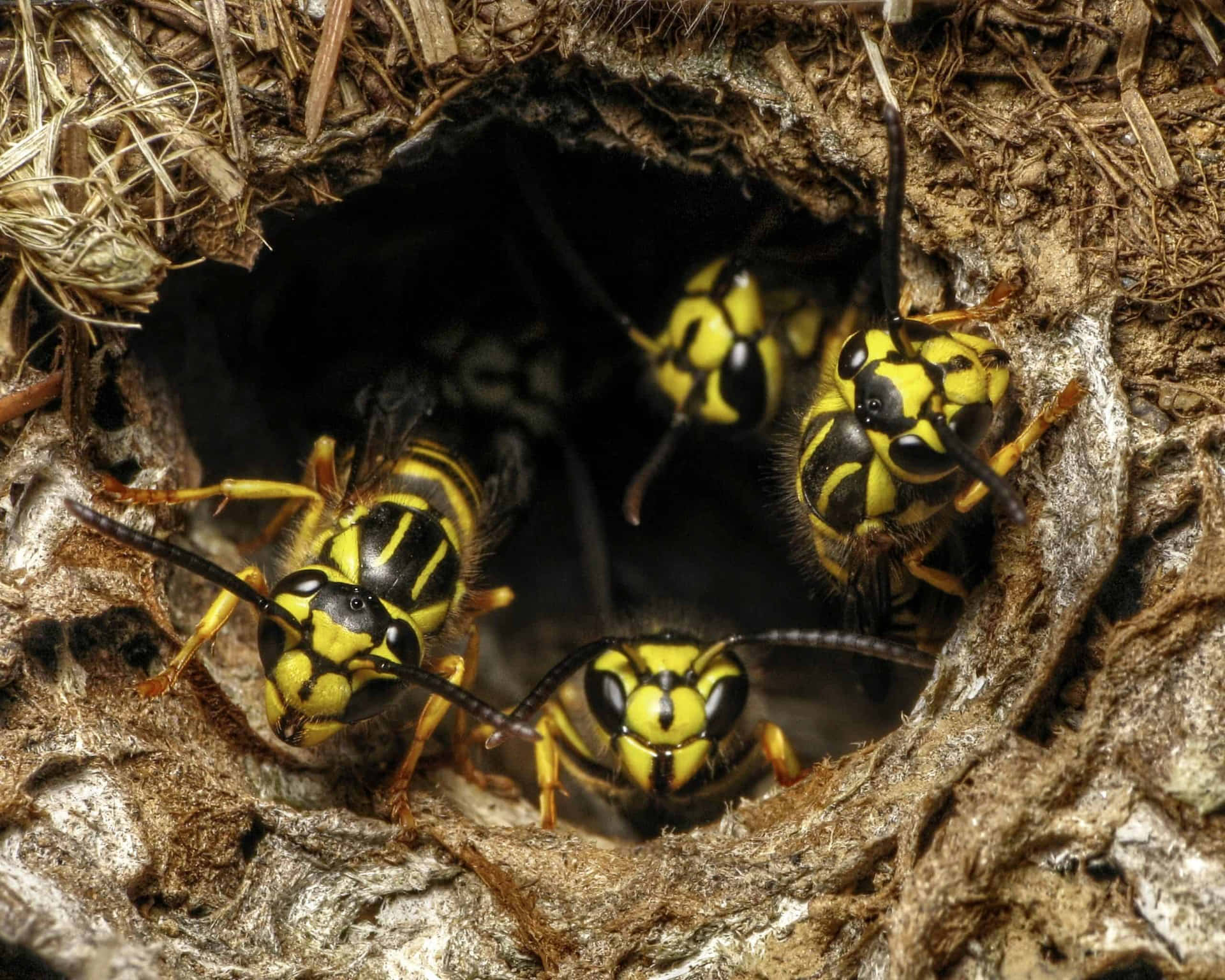 Yellowjackets Nest Entrance Wallpaper