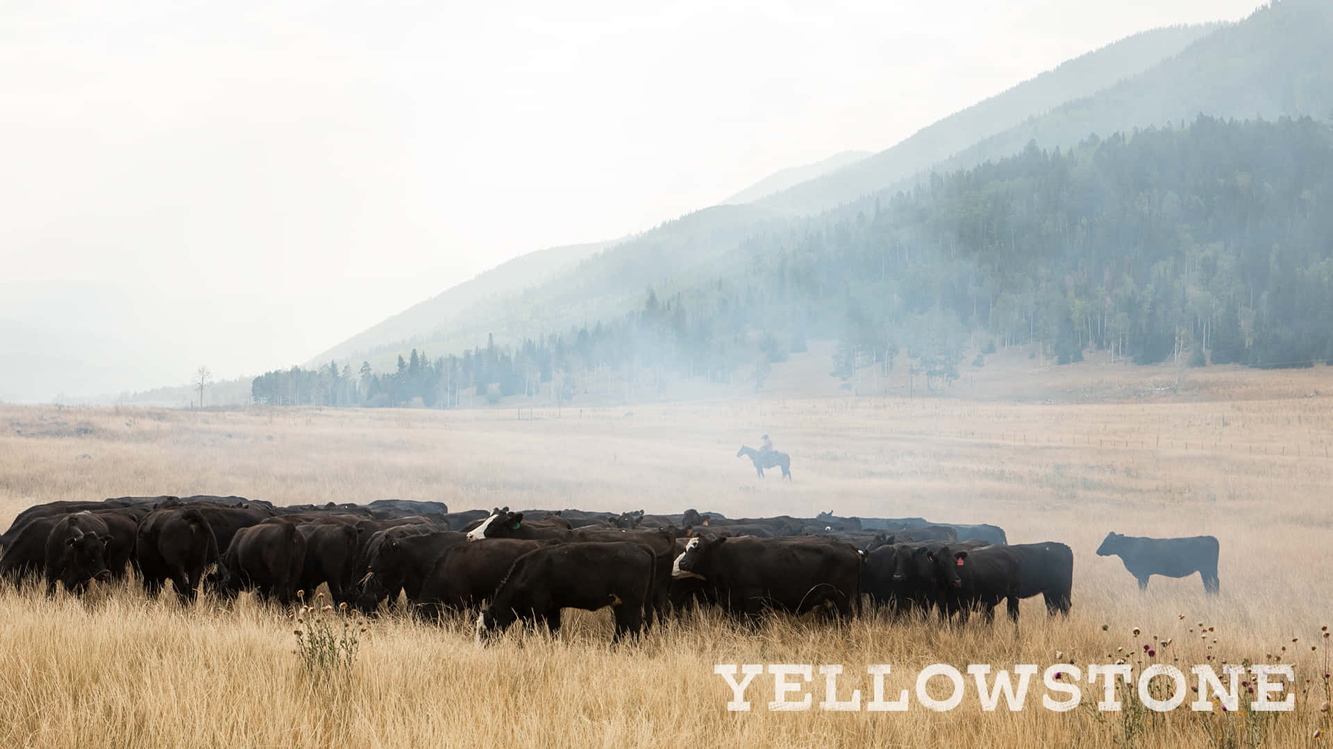 Yellowstone Black Angus Herd Background