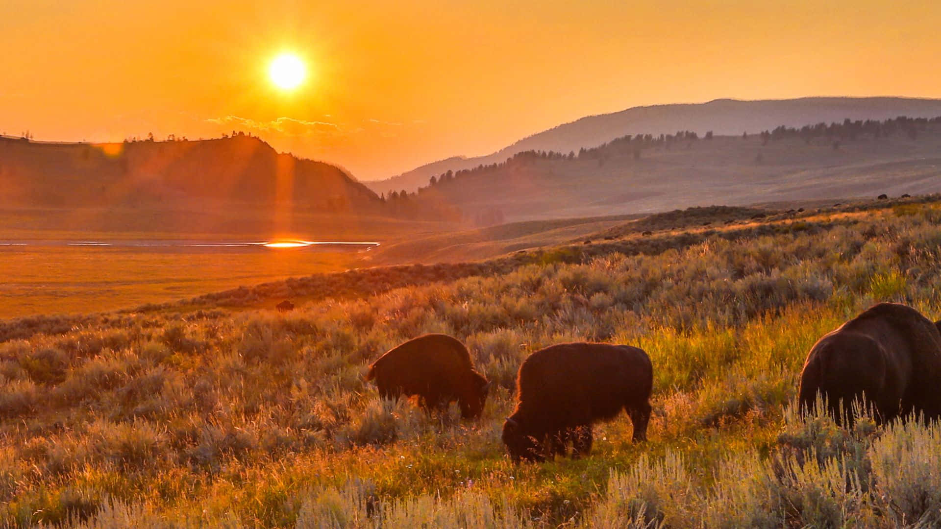 Yellowstone Bisons Over Sunset Background
