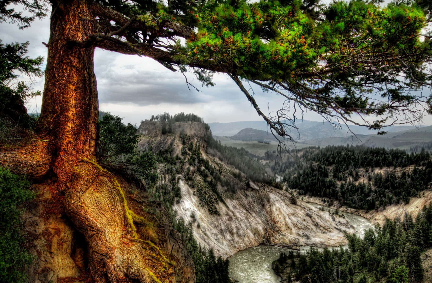 Fondode Pantalla De Un Árbol De Yellowstone Mirando El Río