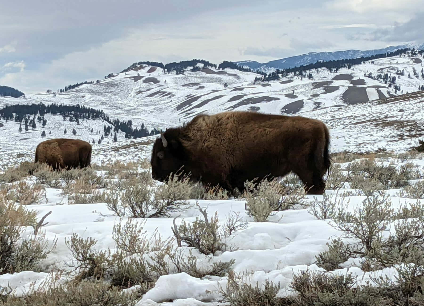 Fondode Pantalla De Dos Bisontes De Las Llanuras De Yellowstone.
