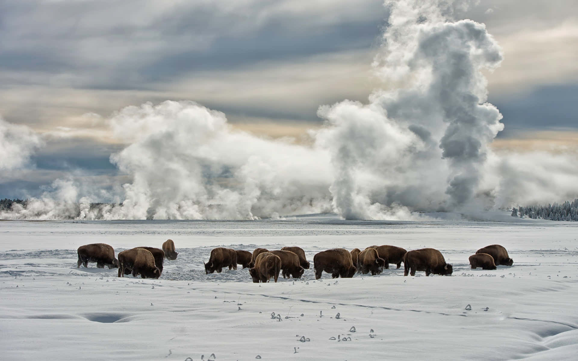 Yellowstone Bisons In The Snow Background
