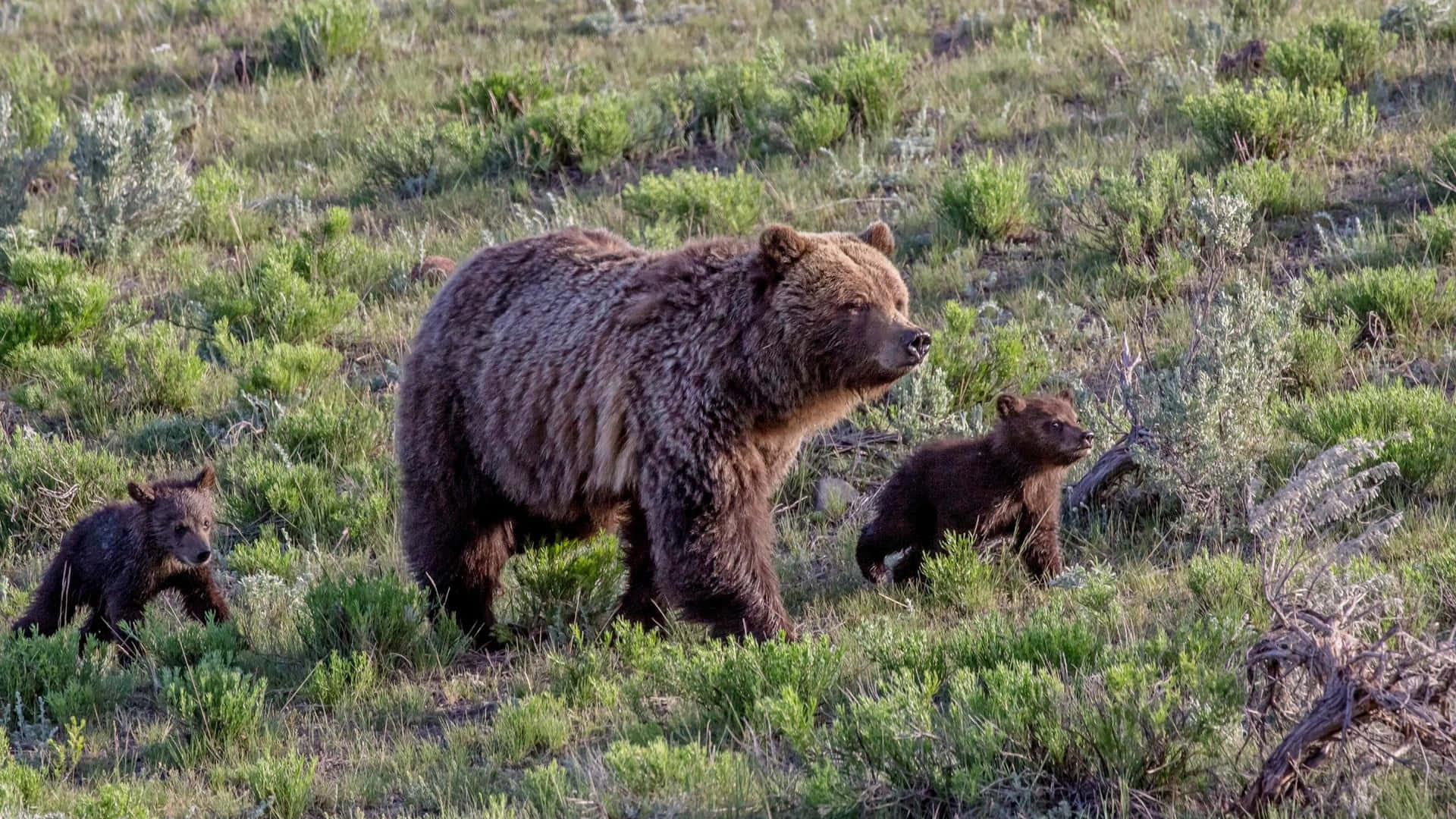 Fondode Pantalla De Una Osa Parda De Yellowstone Con Sus Crías