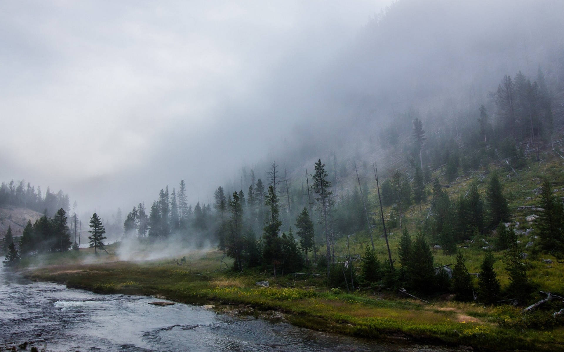 Yellowstone National Park Misty Forest Wallpaper