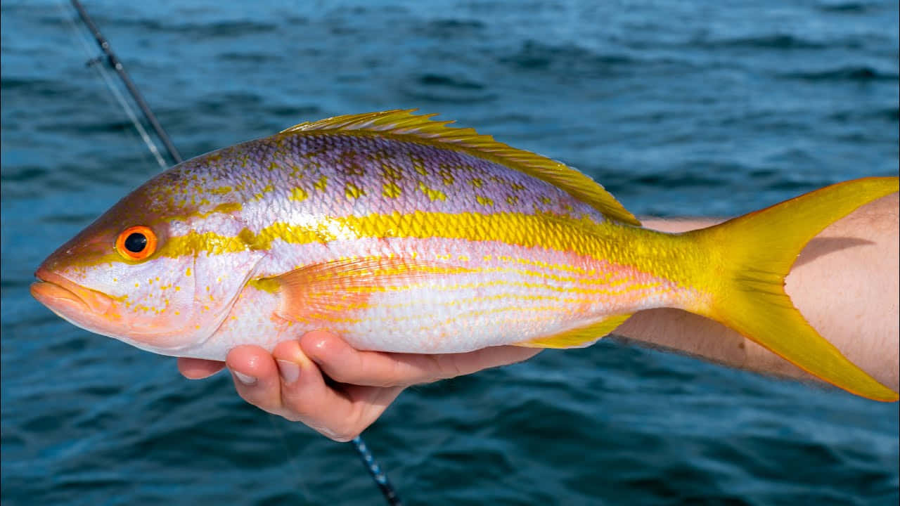 Yellowtail Snapper Caught Fishing Trip.jpg Wallpaper