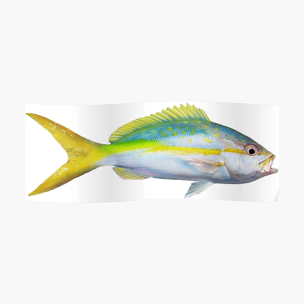 Yellowtail Snapper Fish Profile Wallpaper