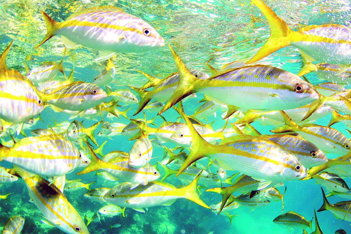 Yellowtail Snapper School Underwater Wallpaper