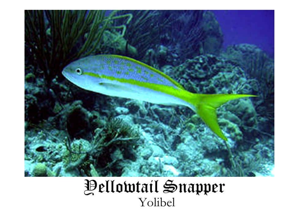 Yellowtail Snapper Underwater Wallpaper