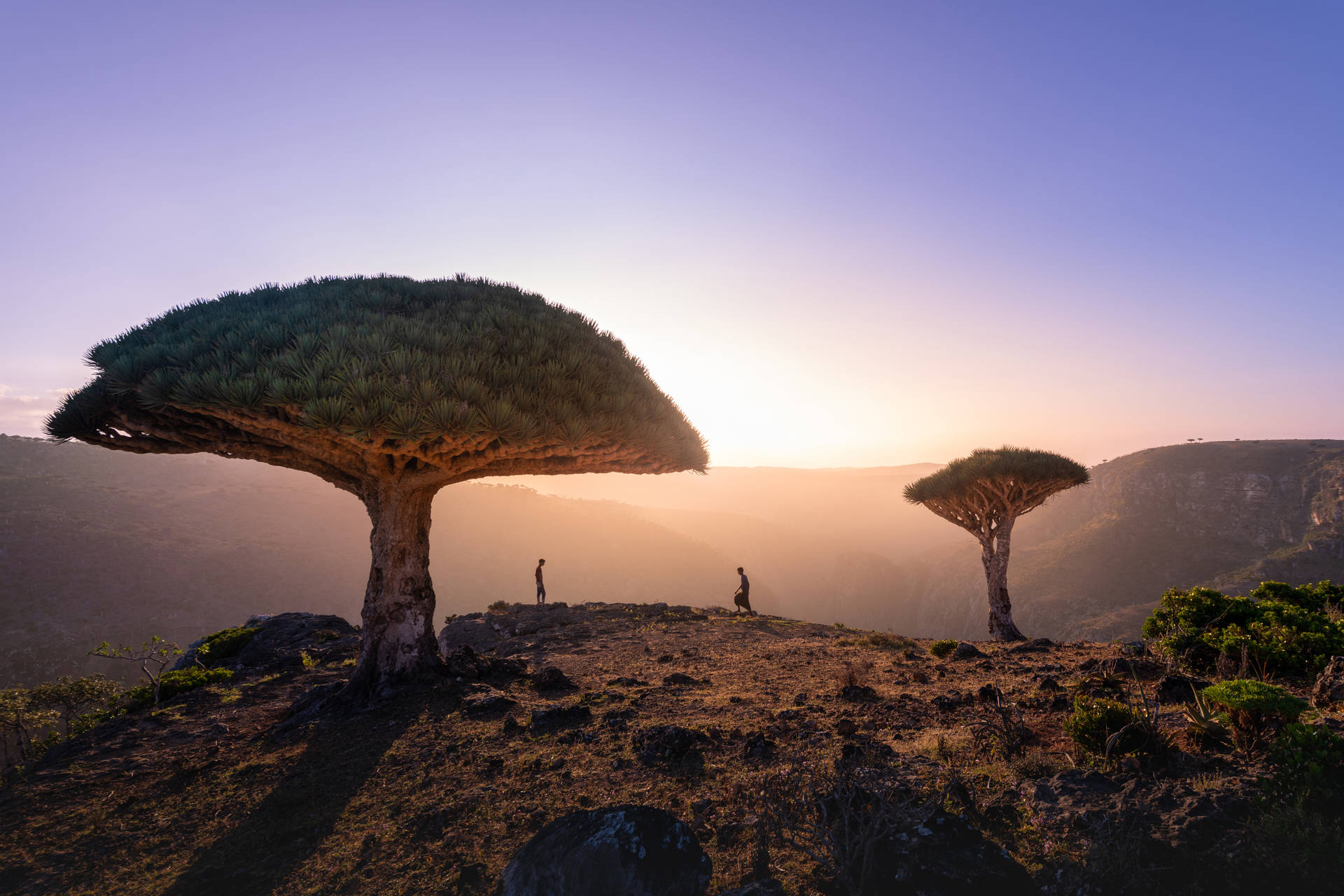 Archipiélagode Socotra En Yemen. Fondo de pantalla