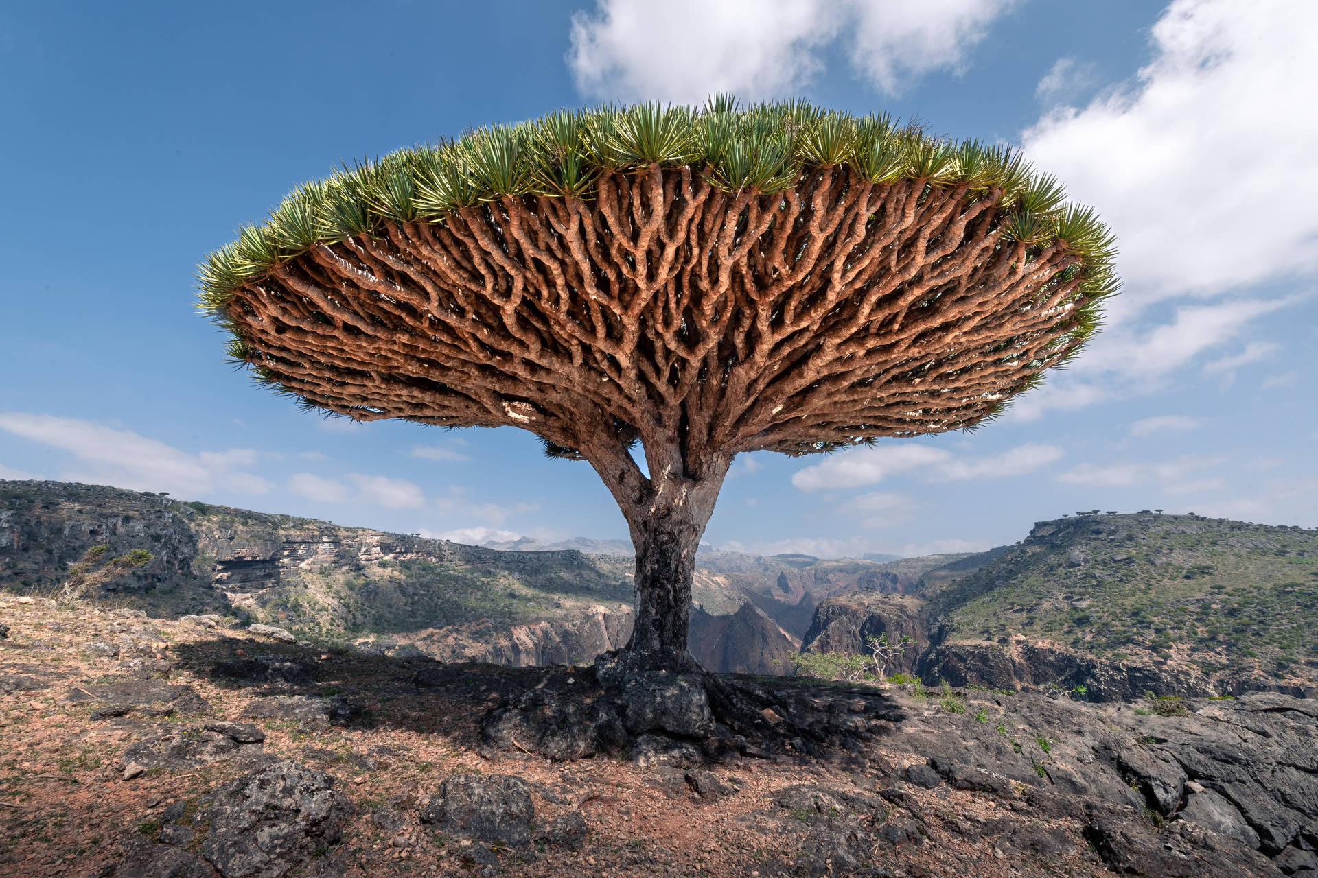 Árboldragón De Socotra, Yemen. Fondo de pantalla