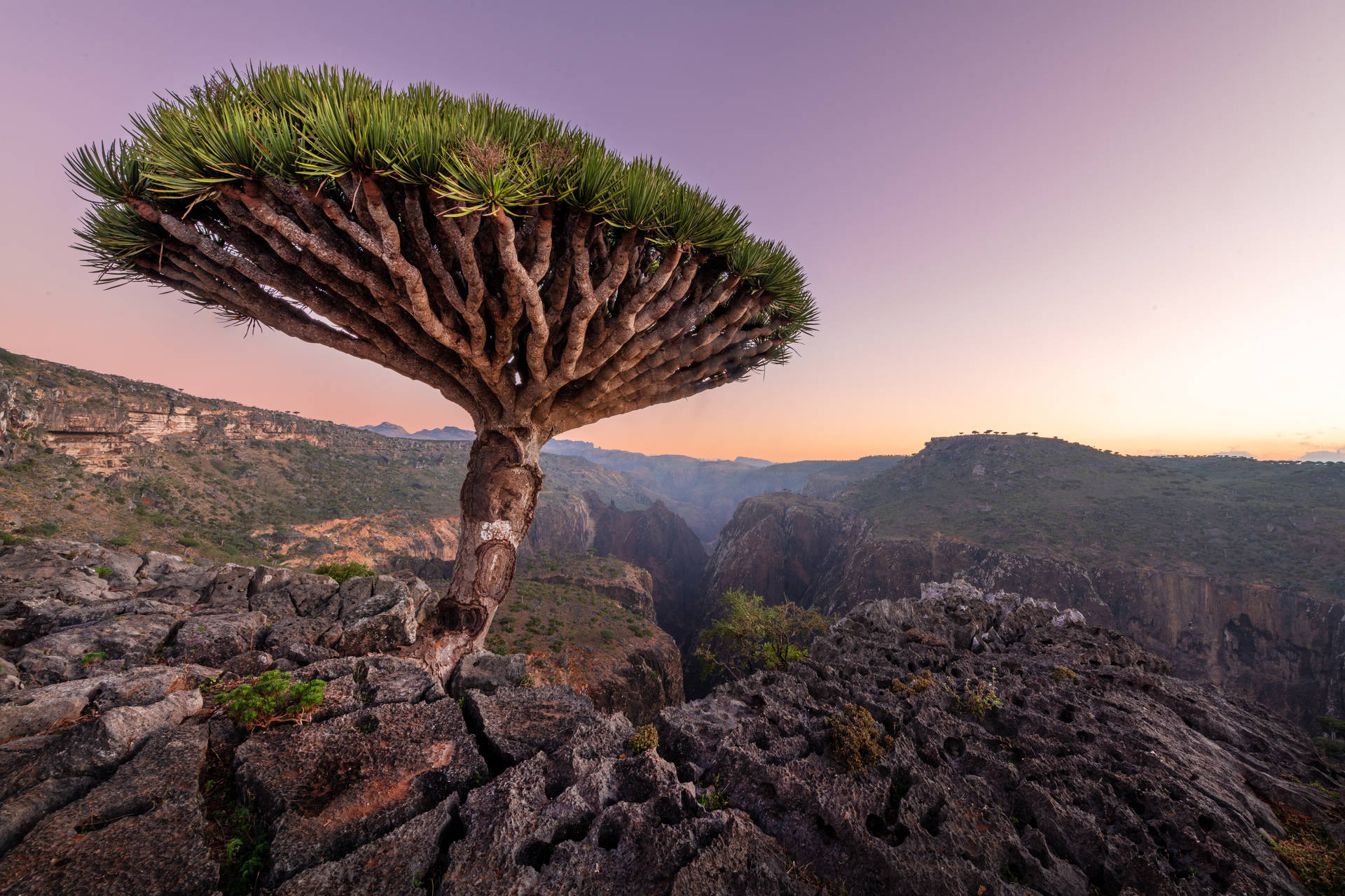 Yemen Socotra Trees Wallpaper