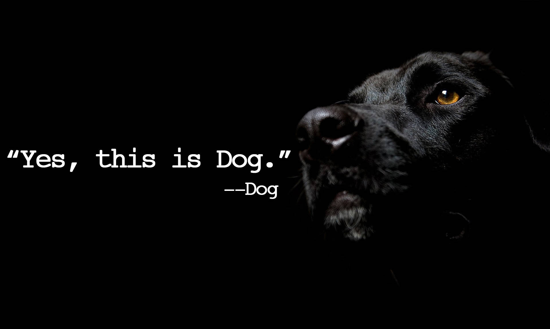 Yes, This Is Dog Meme Wallpaper