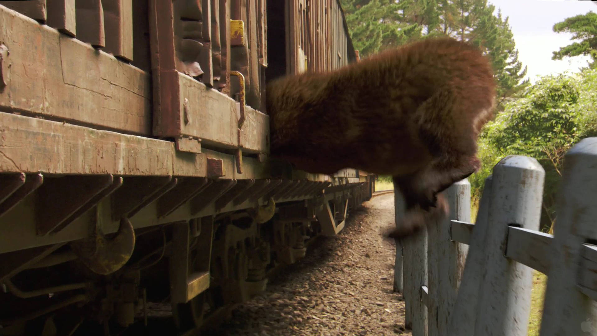 Yogi Bear Train Scene Picture