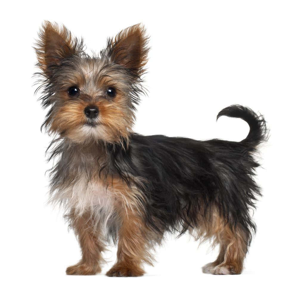 Yorkie1000 X 949 Bild