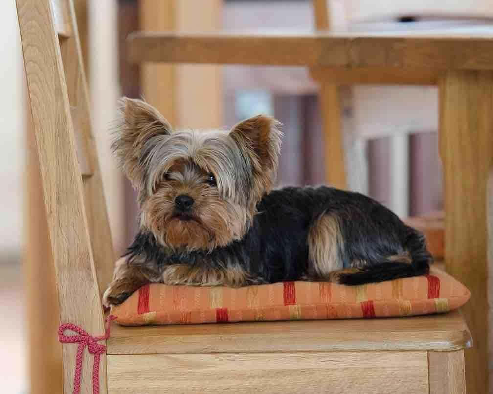 Snuggle Up With A Cute Yorkie