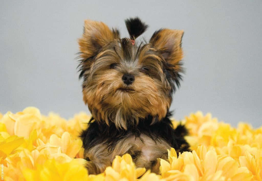 Yorkshire Terrier Puppy In Yellow Flowers