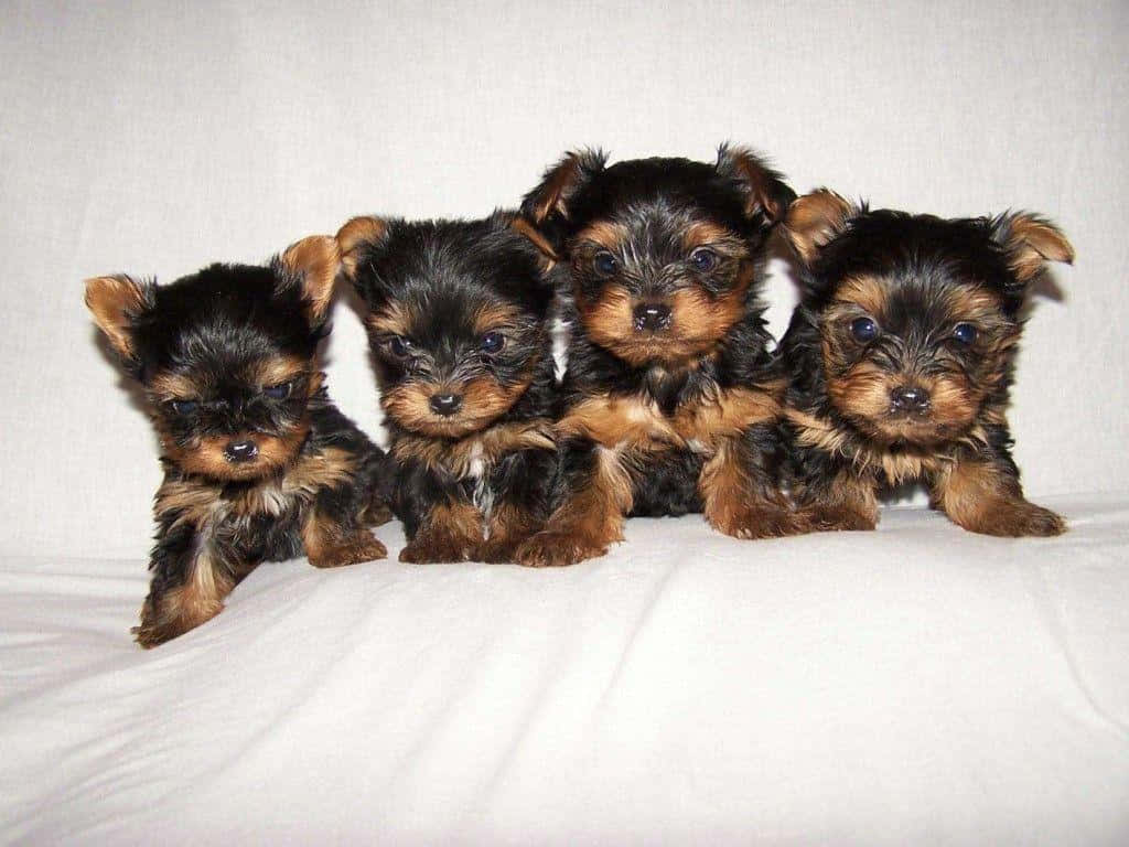 This cute yorkie pup is sure to bring a smile to your face!