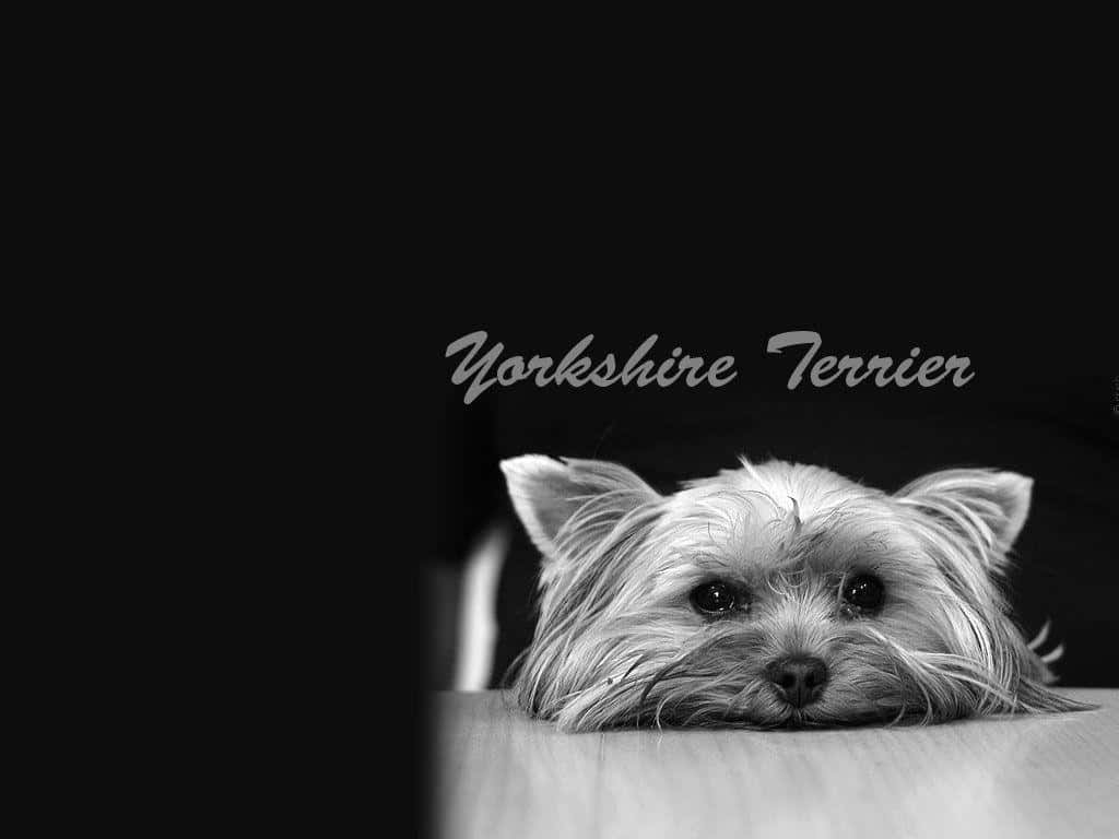 Adorable Yorkie Pup Lounging on a Comfy Bed