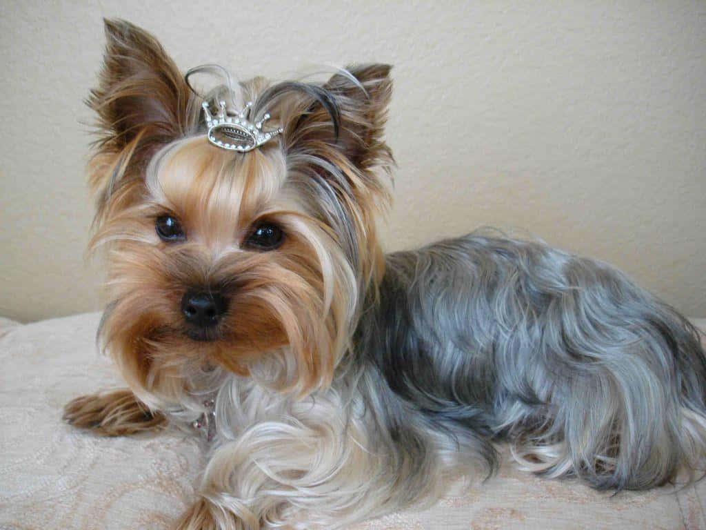Adorable Yorkie Puppy Posing for a Picture