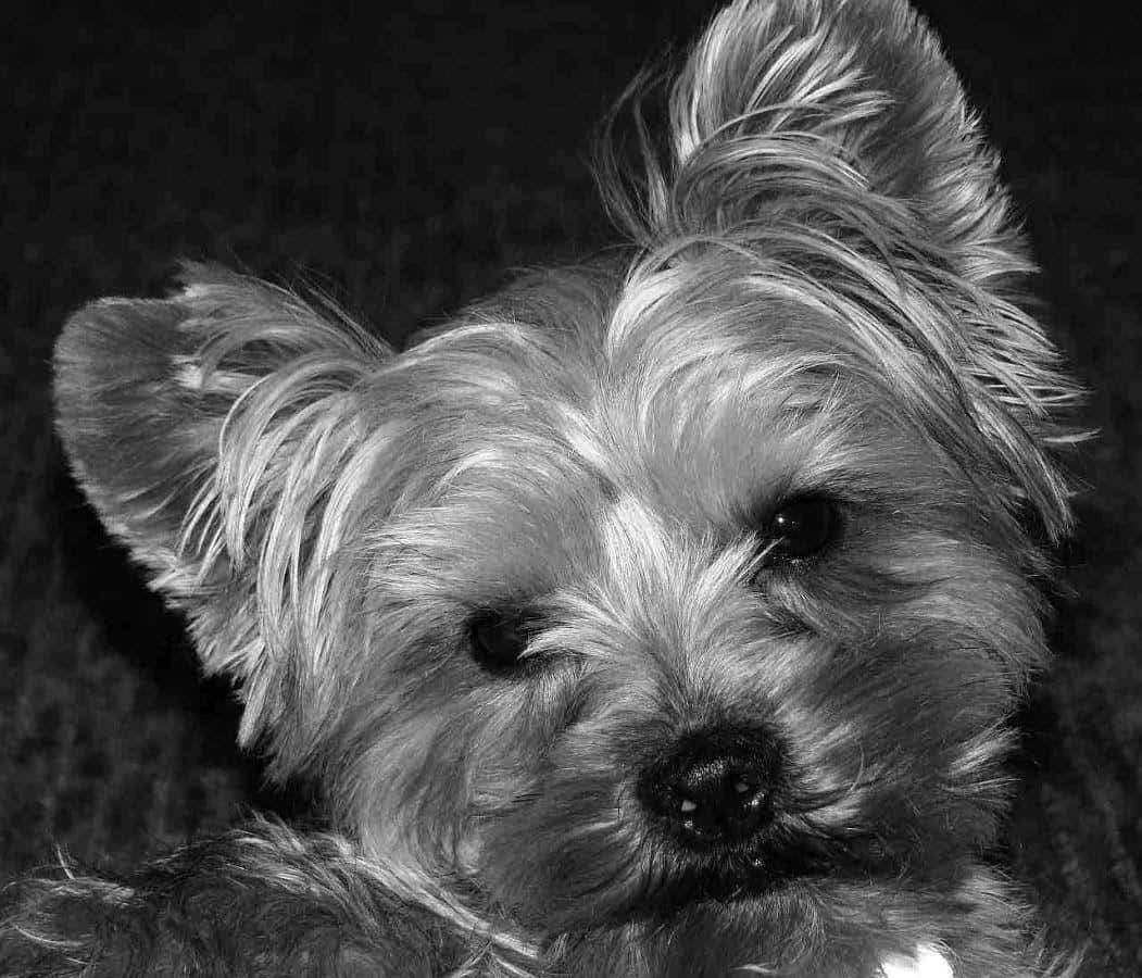 Cute Yorkie lying on the grass