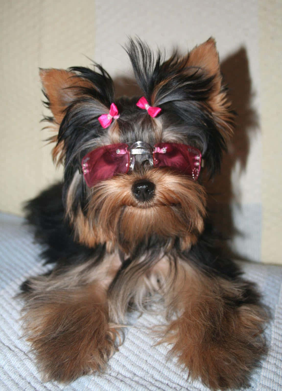 This adorable Yorkie pup just loves to play!
