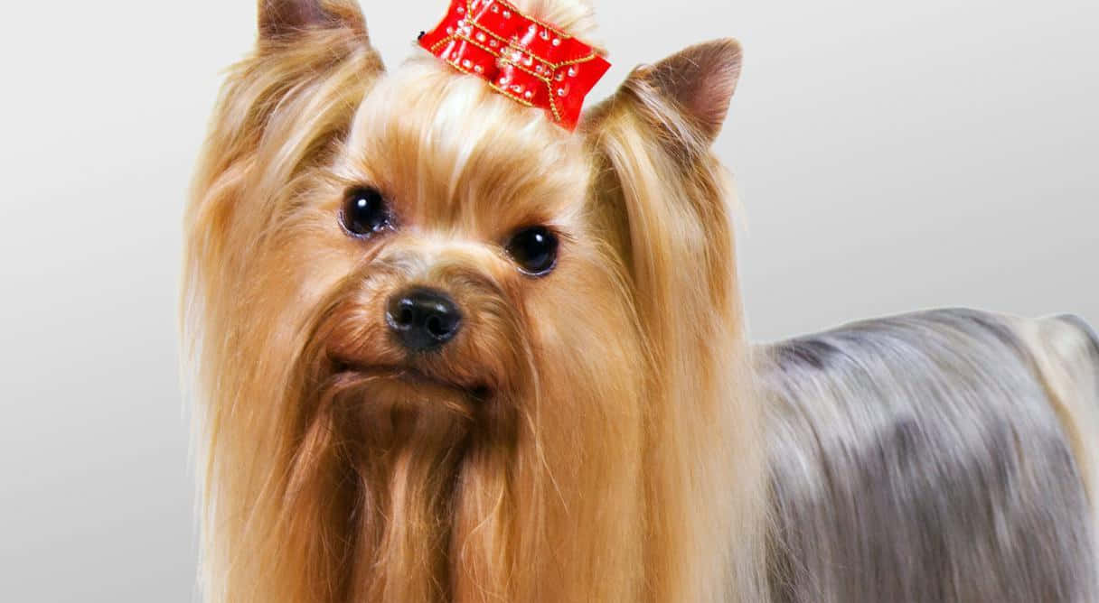 This Adorable Yorkie Will Make Your Heart Melt