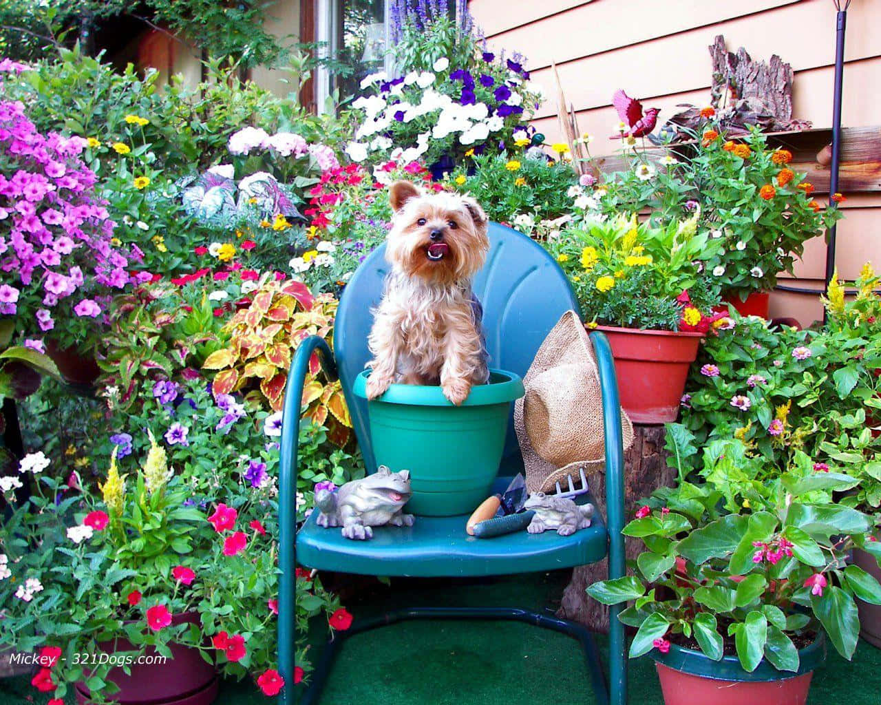 Adorable Yorkie Posing for a Picture