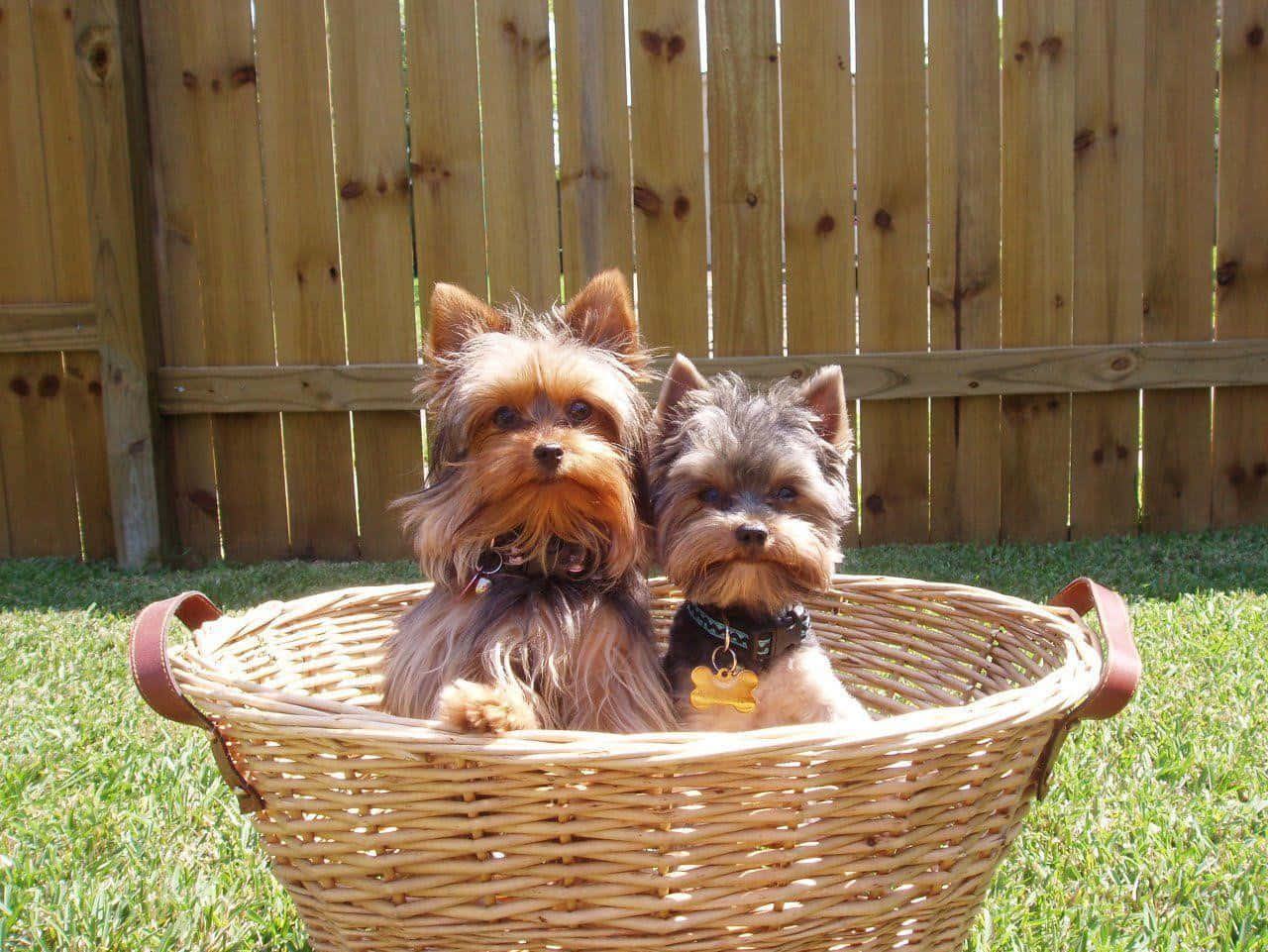 Cute and Cuddly: Meet the Yorkie