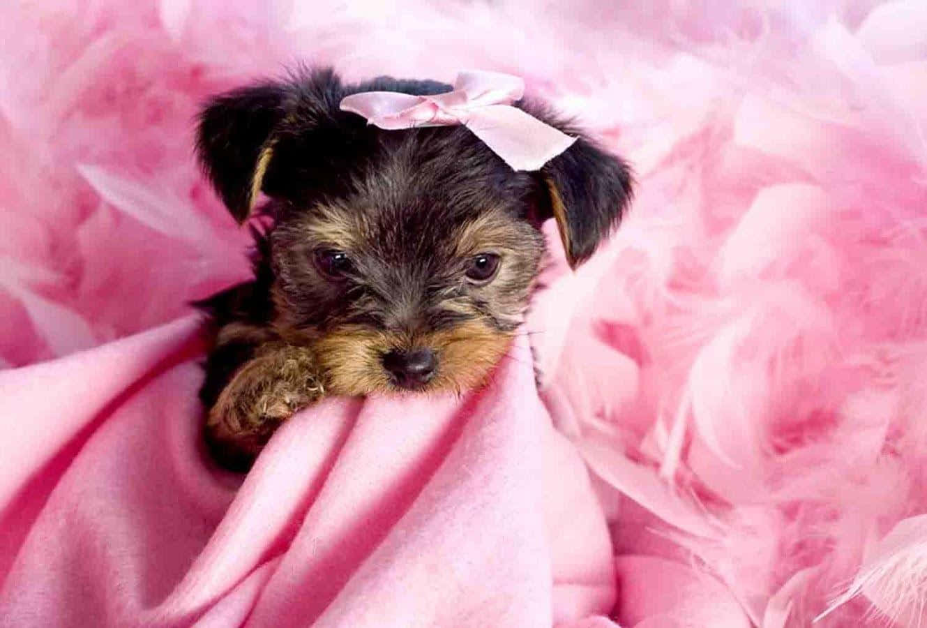 Adorable Yorkie Posing Amidst Nature