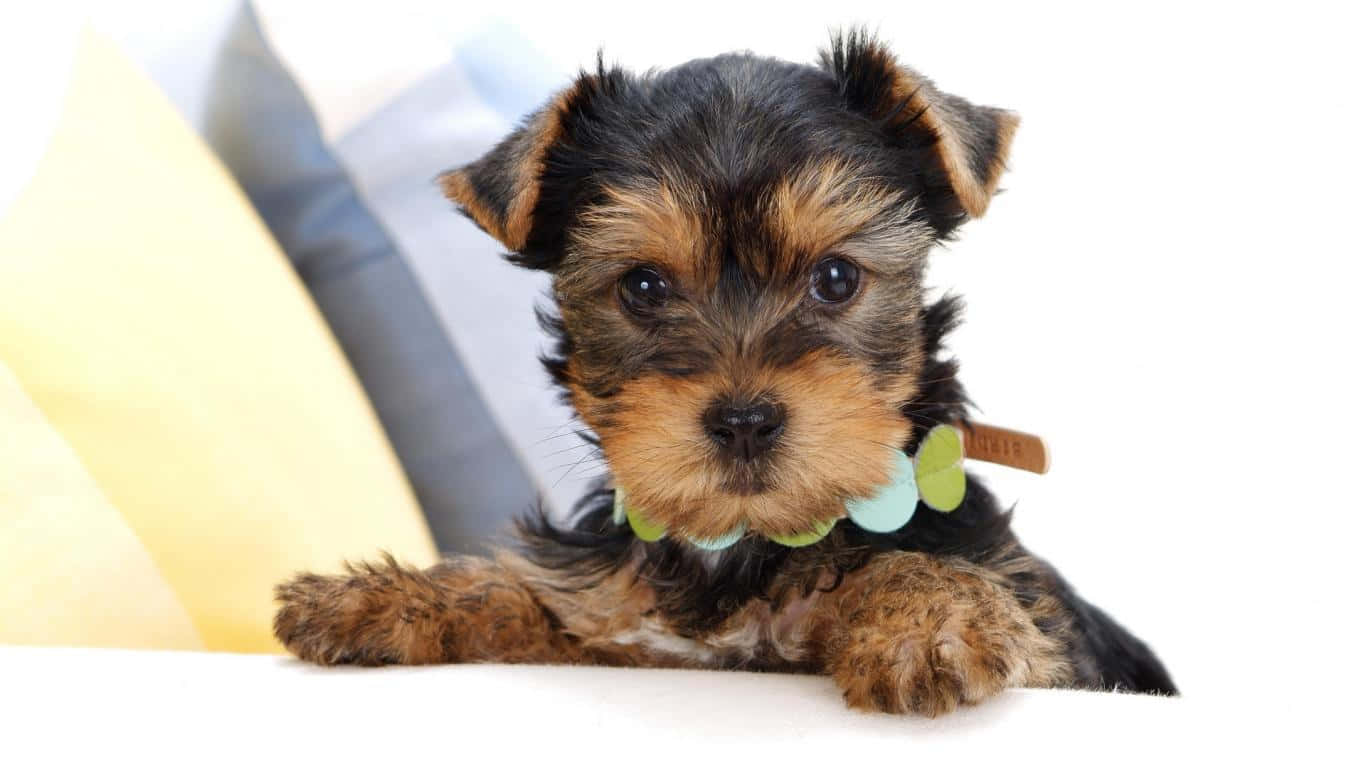 A Cute Yorkie Dog Sitting on the Grass