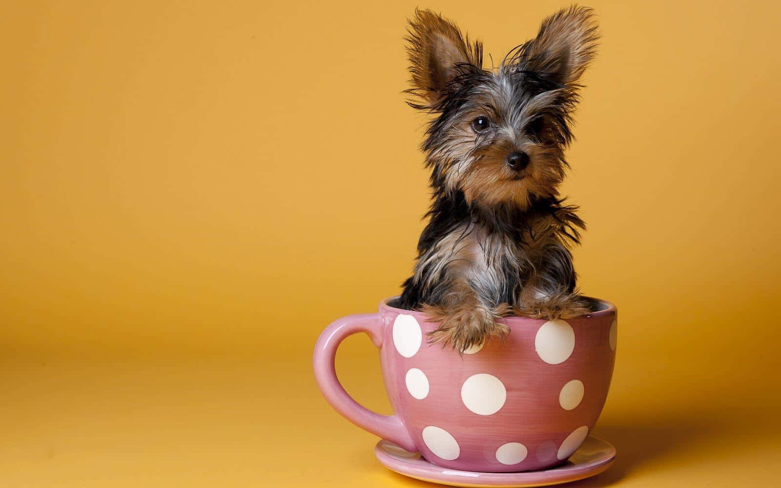 Yorkshire Terrier In A Pink Cup