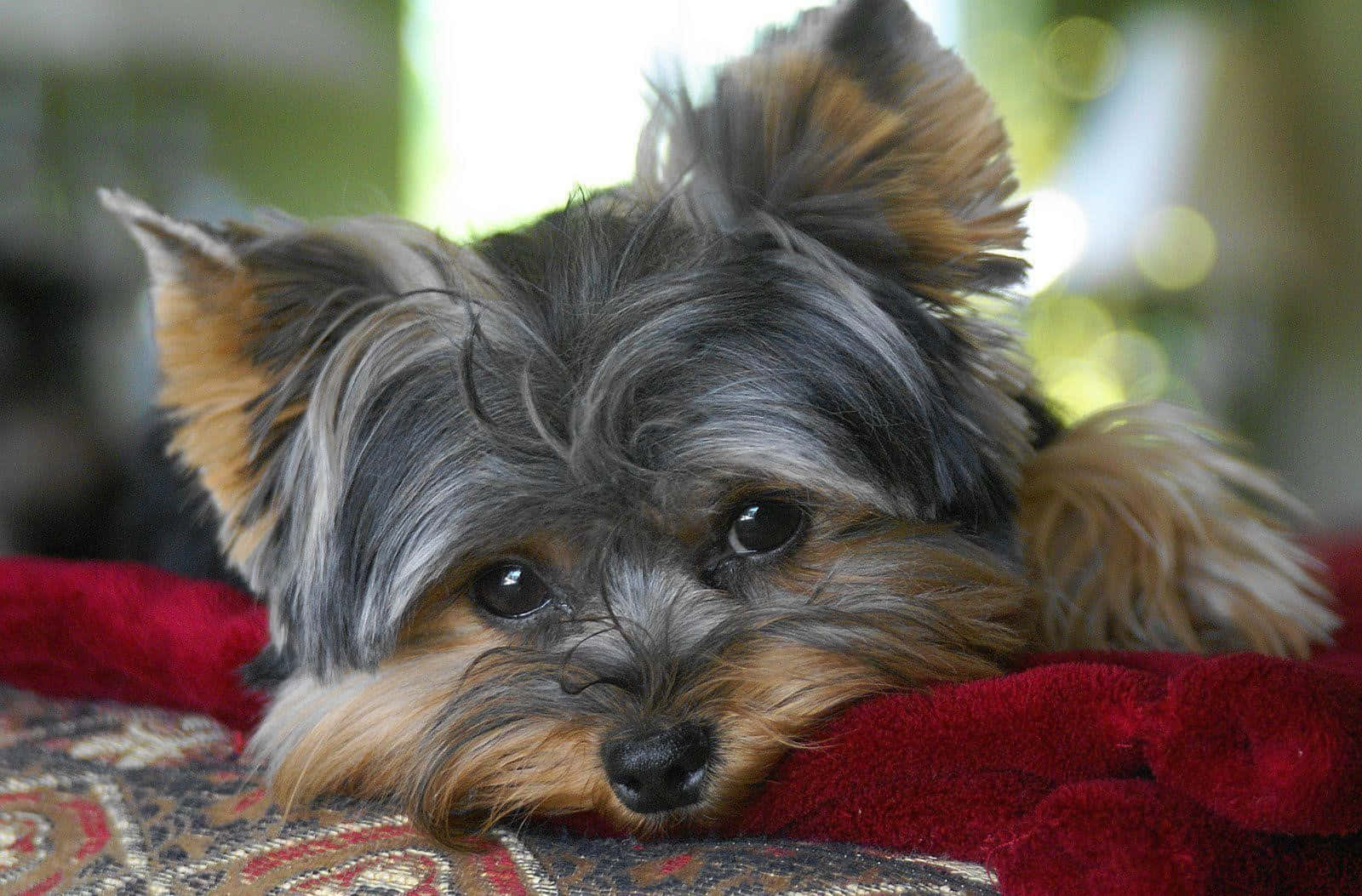 Adorable Yorkie Posing Outdoors