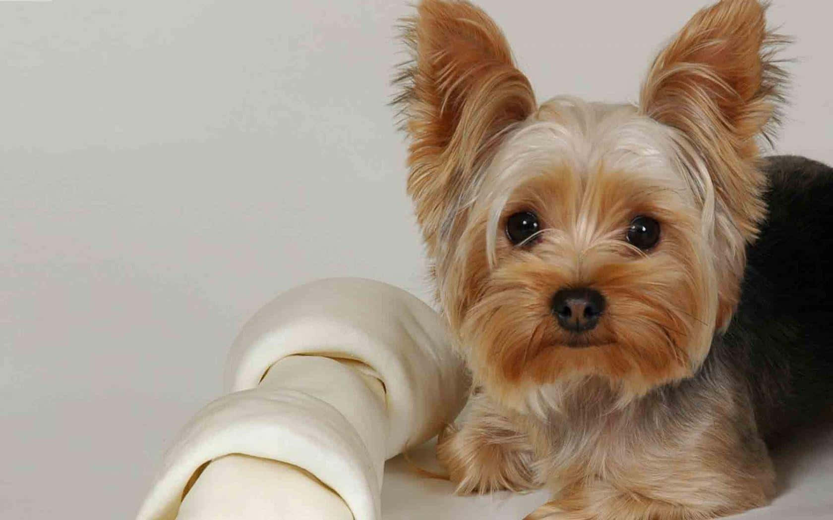 A cute fluffyYorkie dog with bright eyes and a full grown coat