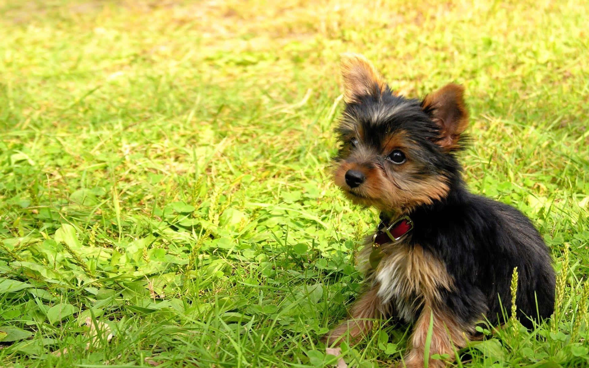 Caption: Adorable Yorkie Posing Outdoors