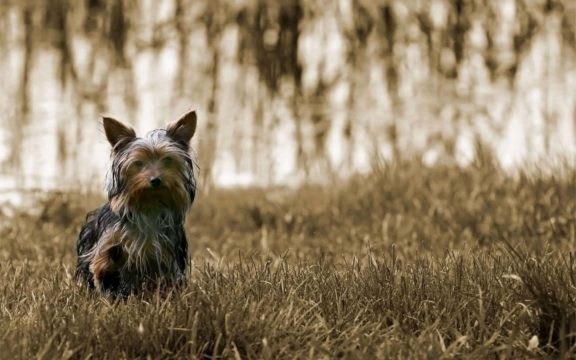 Adorable Yorkshire Terrier posing outdoors