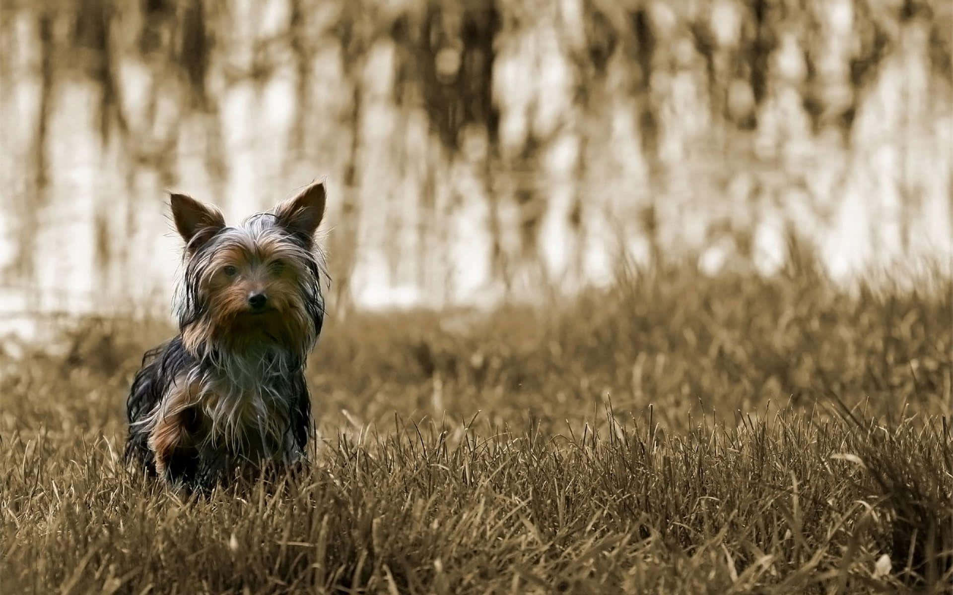 Yorkie1920 X 1200 Bild