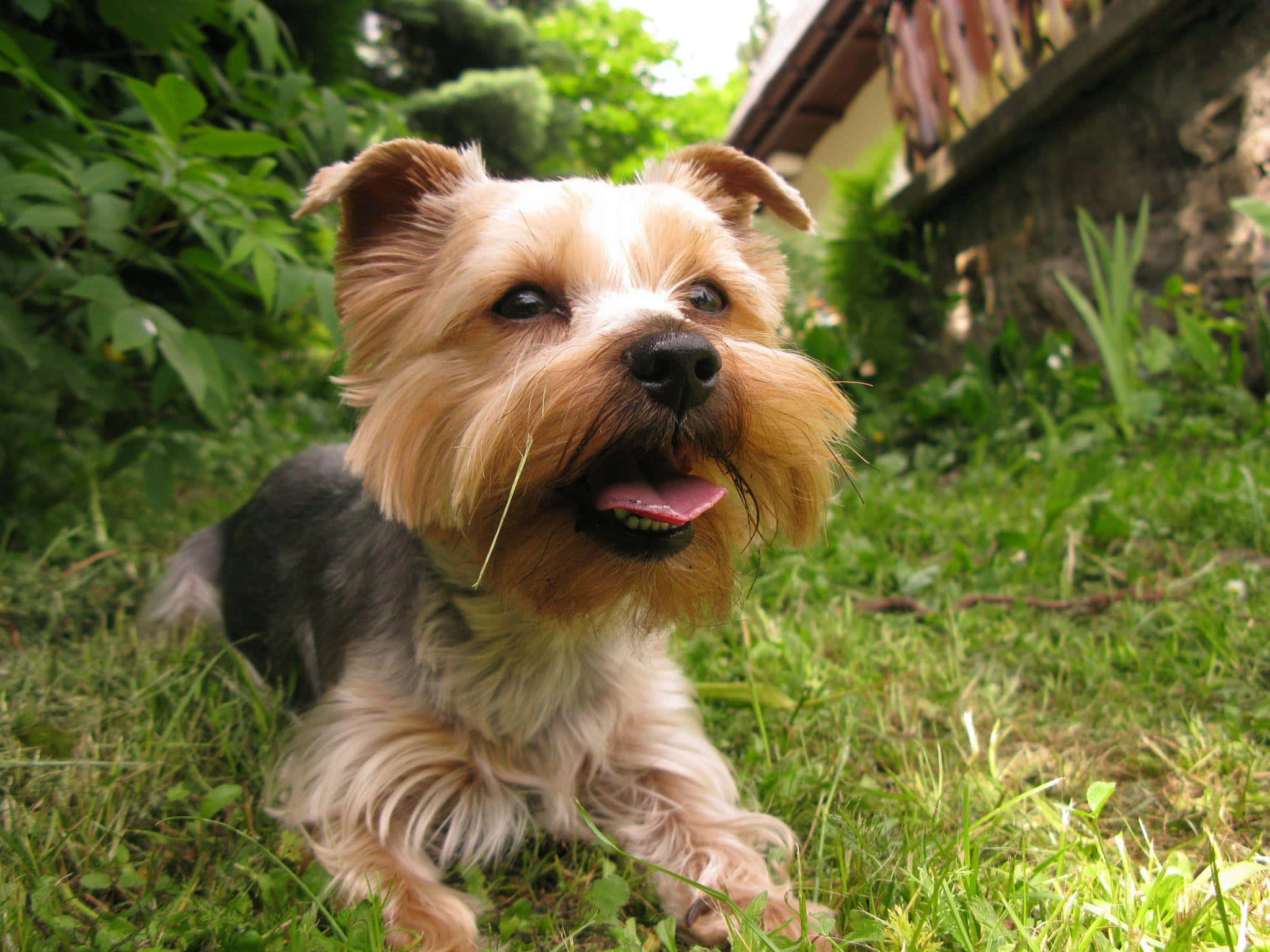 Adorable Yorkshire Terrier Posing Outdoors