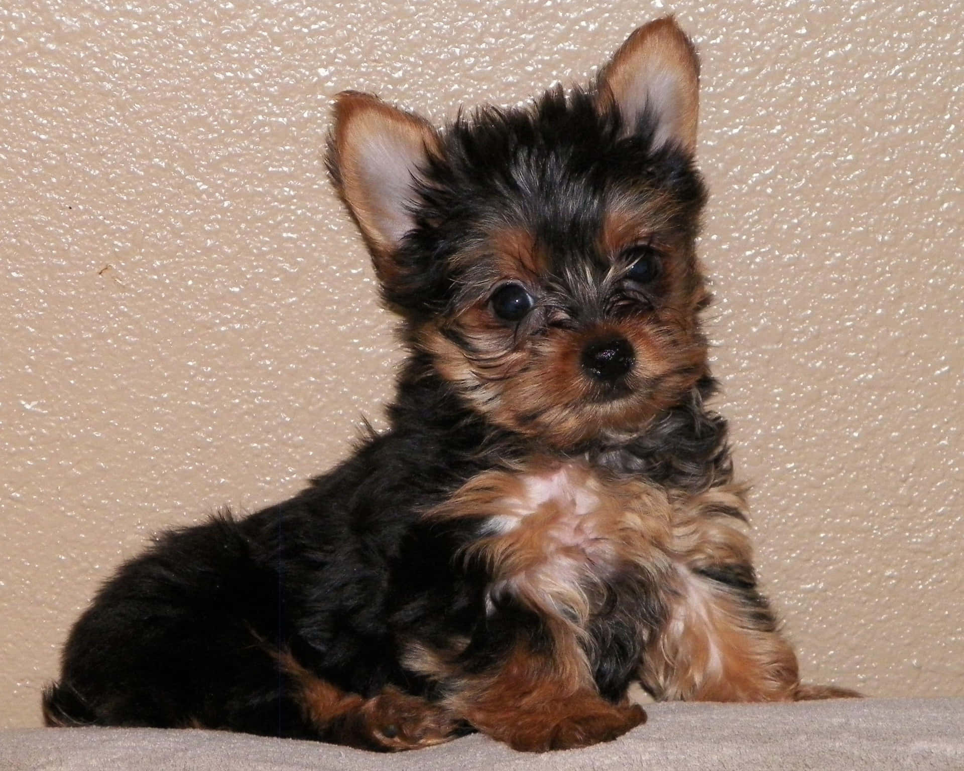 Adorable Yorkie Puppy Sitting On A Blanket