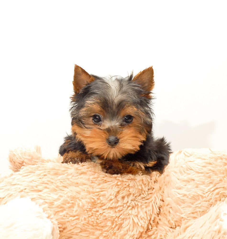 "This cheeky Yorkshire terrier will light up your life"