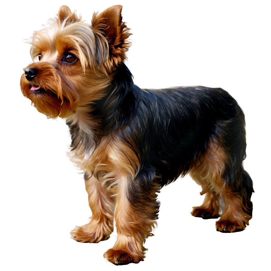 Yorkie C PNG