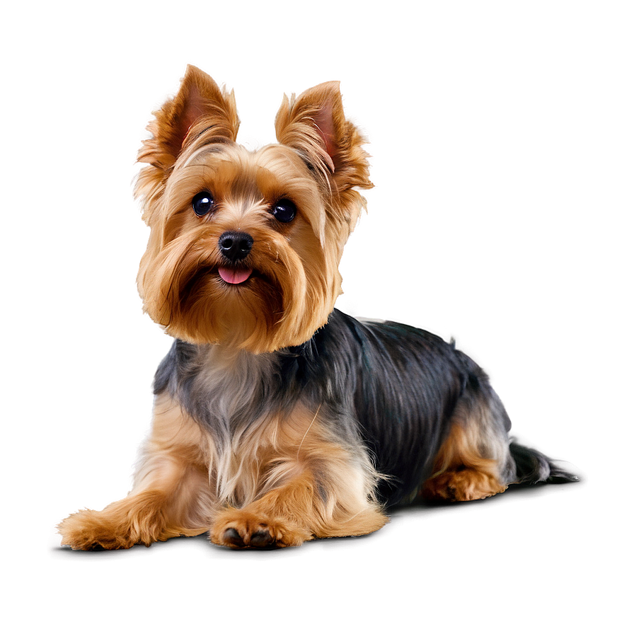 Yorkie Head Tilt Png Xlw PNG