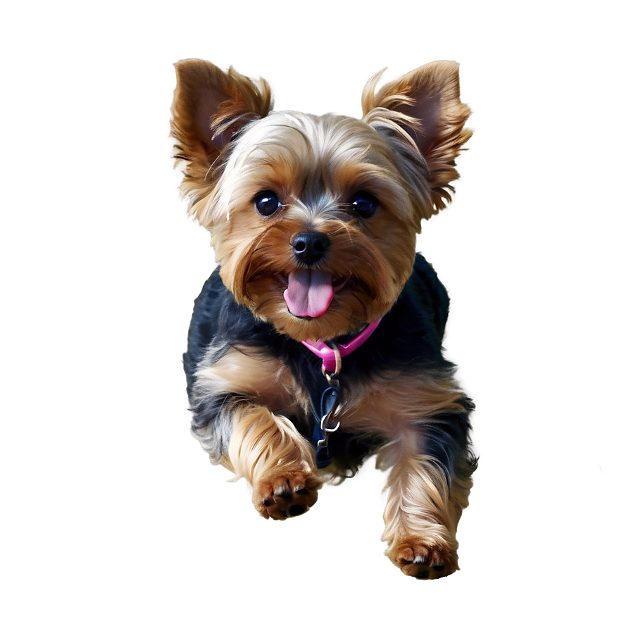 Yorkie In Action Png Rsh25 PNG